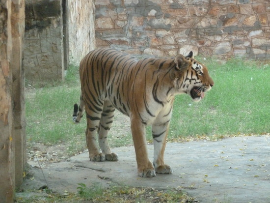 Tiger at Jaipur zoo