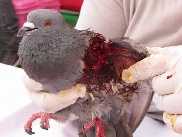 An injured bird due to maanjha