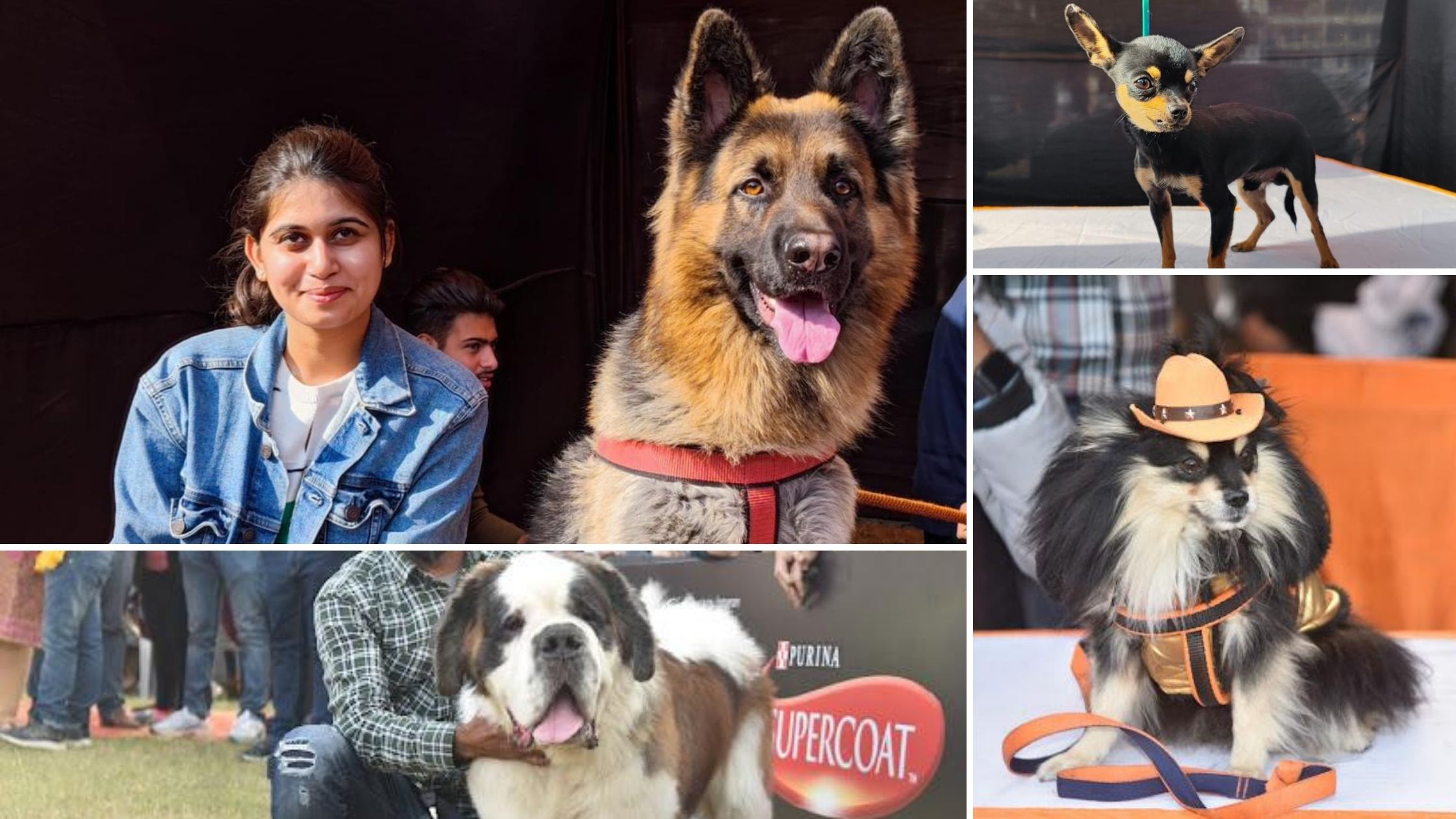 Dog Show Jaipur 2021