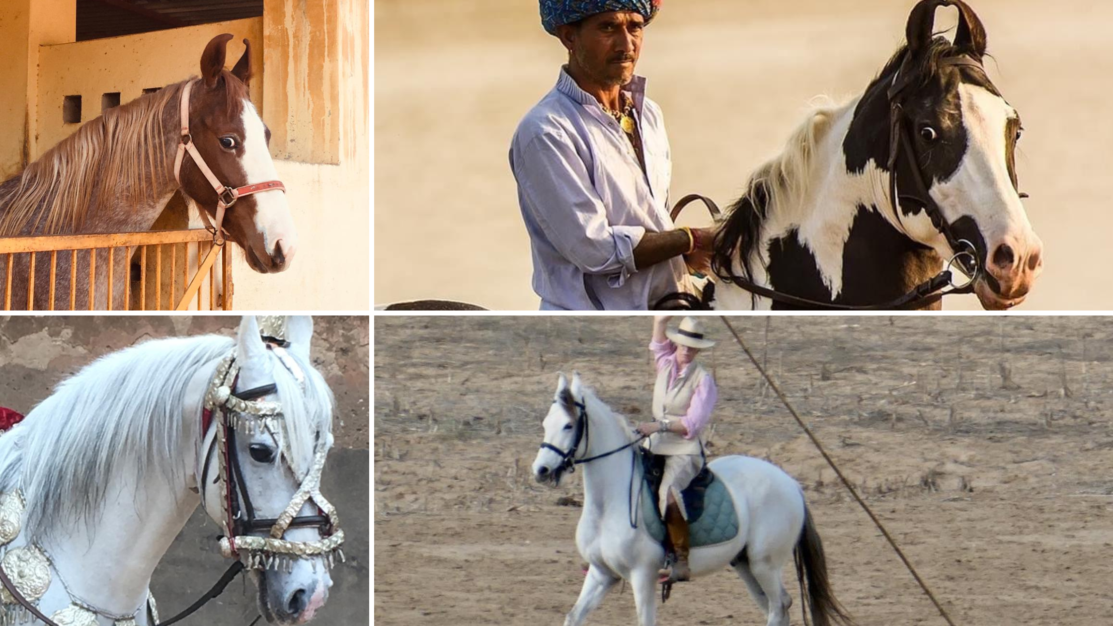 The Indigenous Horse Society of India is organizing The Royal Marwari Jaipur Horse Show at Rajasthan Polo Club in Jaipur from March 3 to March 5. Around 150 Marwari horses will participate in this show.