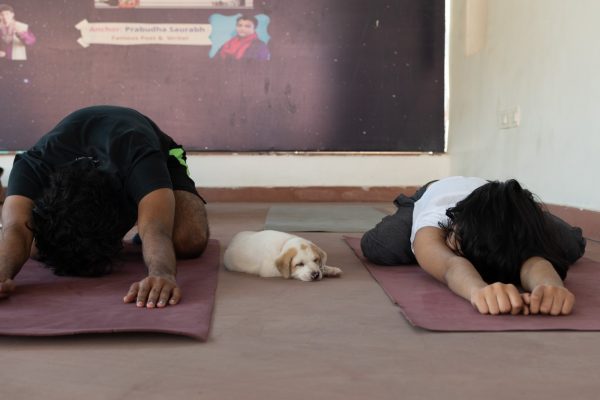 yoga with puppies at Pawasana